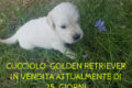 GOLDEN RETRIEVER CUCCIOLI DISPONIBILI